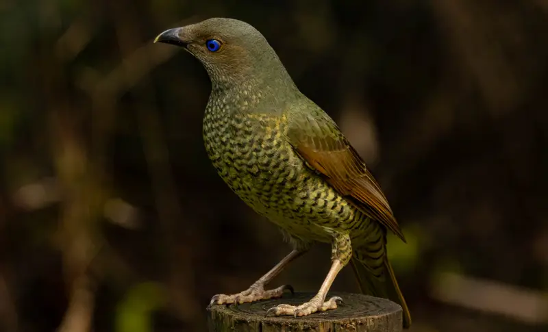 Bowerbird — 3