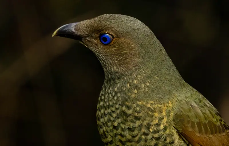 Bowerbird