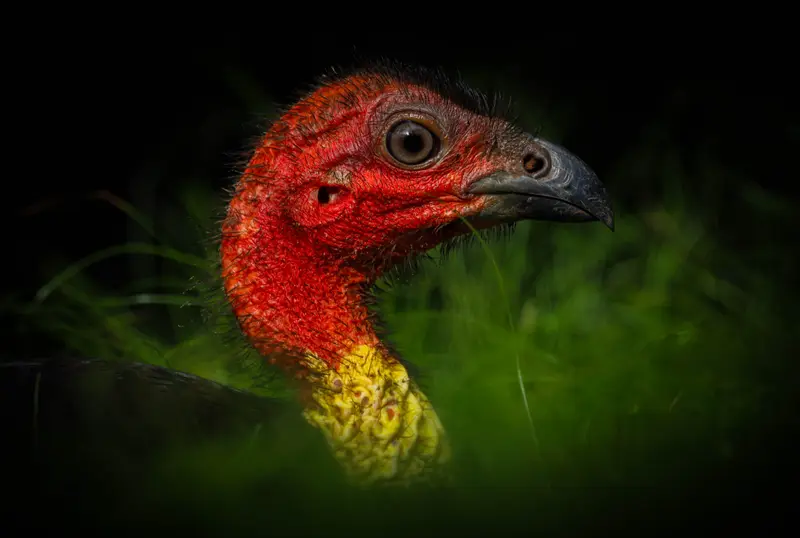 Brush Turkey