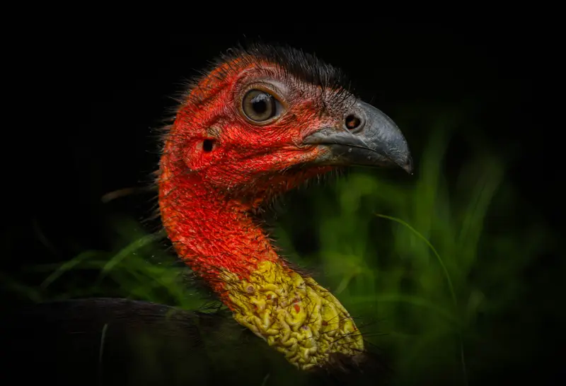 Brush Turkey — 2