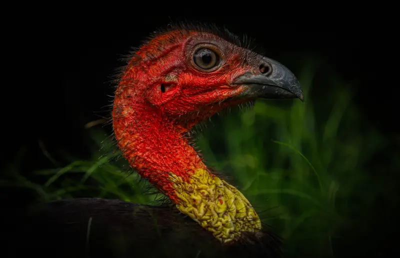 Brush Turkey — 3