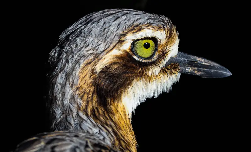 Bush Stone Curlew — 3