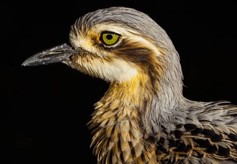 Bush Stone Curlew