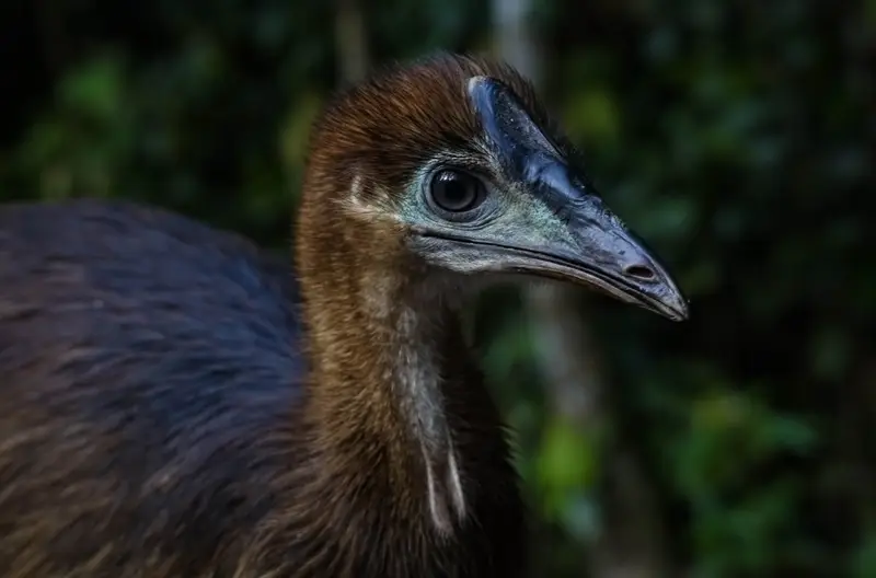 Cassowary