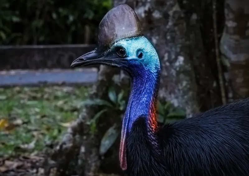 Cassowary — 2
