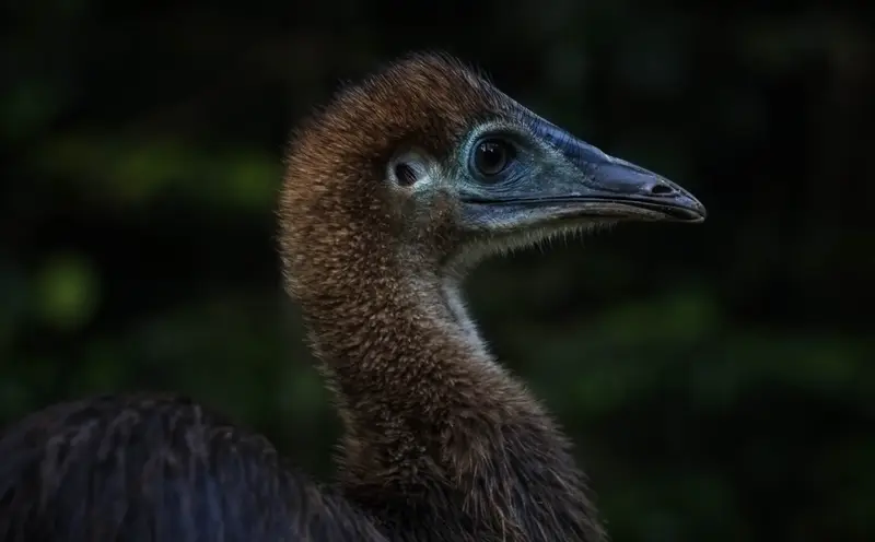 Cassowary — 3
