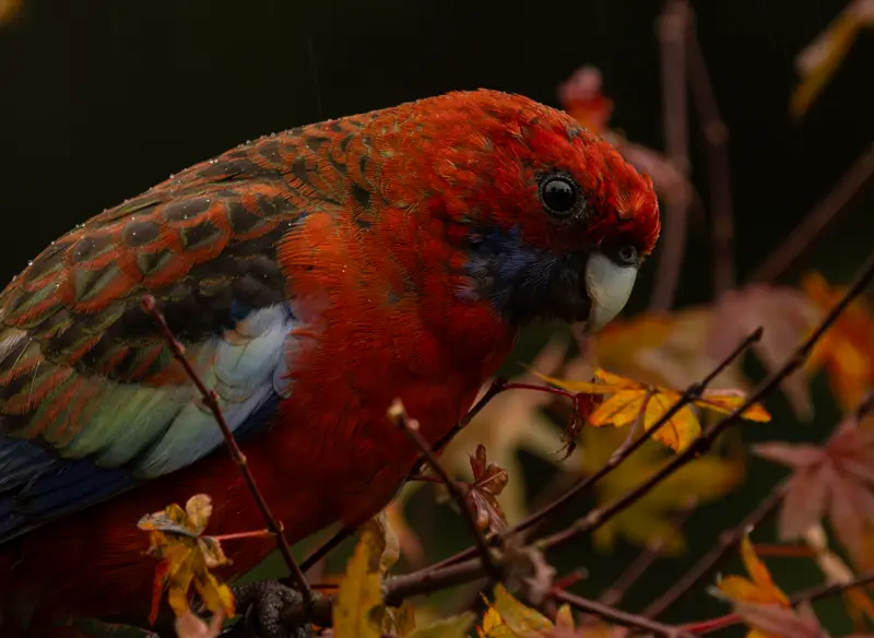 Crimson Rosella