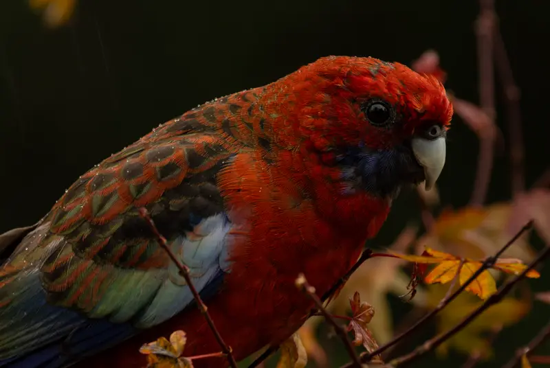 Crimson Rosella — 2