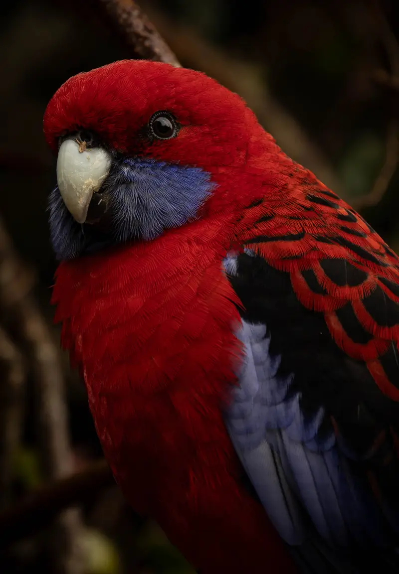 Crimson Rosella — 3