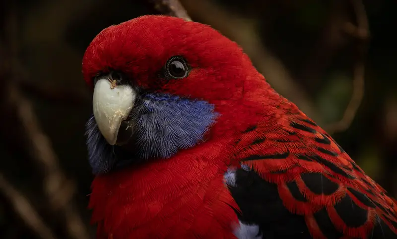 Crimson Rosella — 4