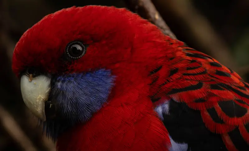 Crimson Rosella — 5
