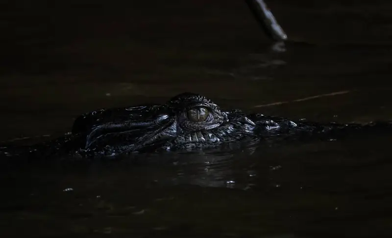Crocodile Eye