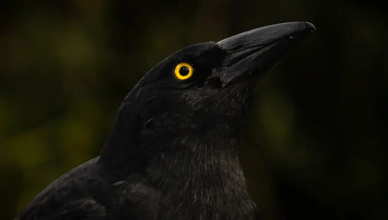 Currawong