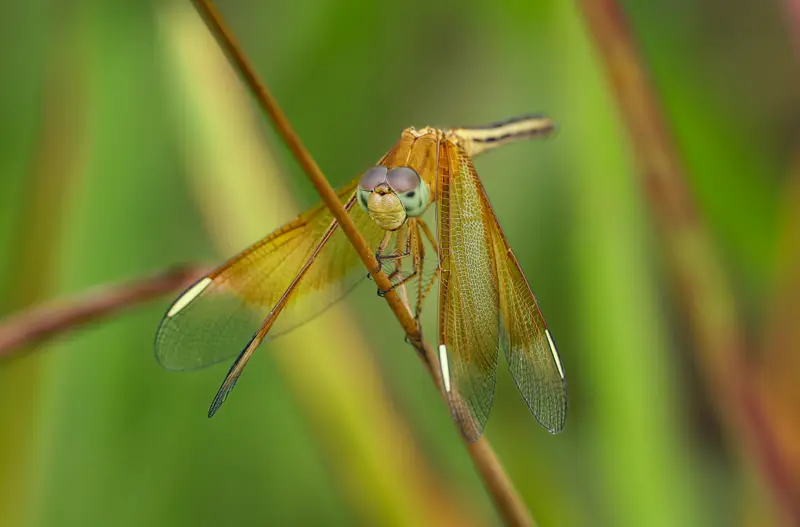 Dragonfly — 2