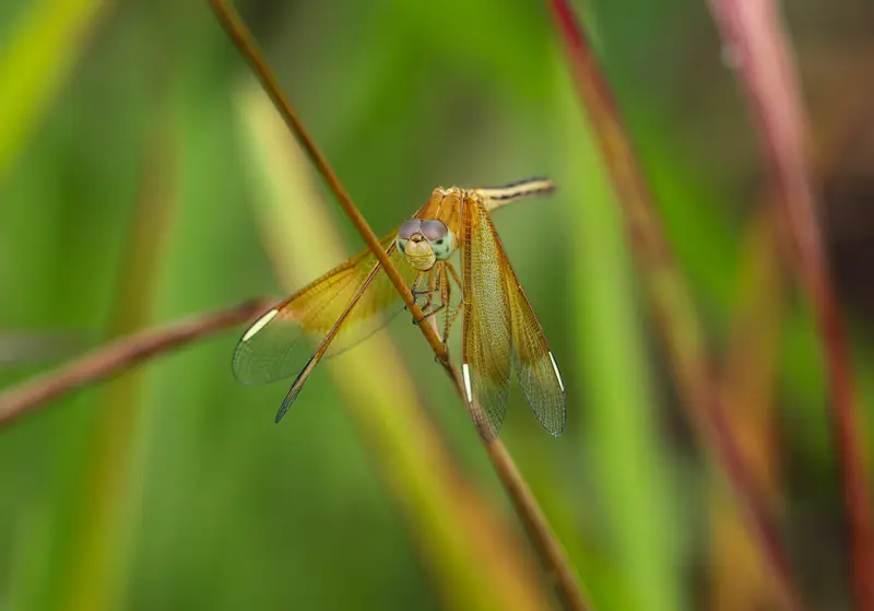 Dragonfly