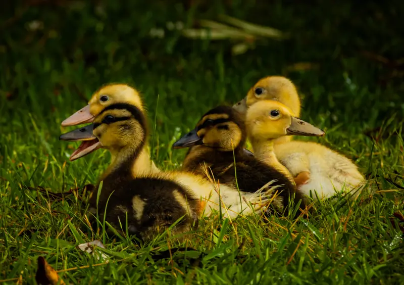 Duck