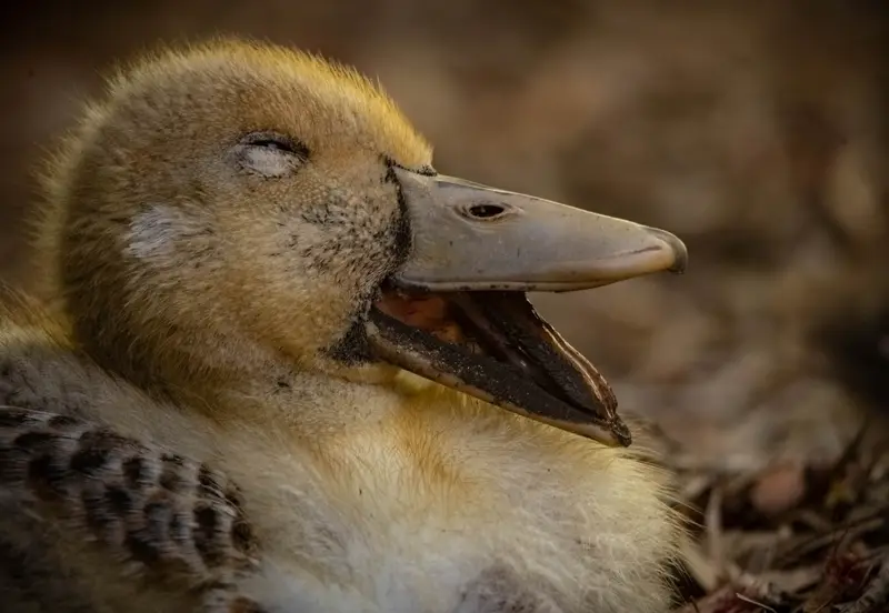 Duck — 10