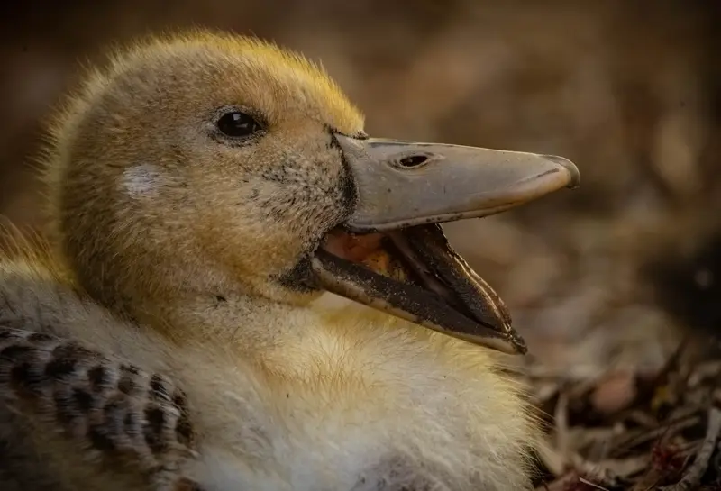 Duck — 11