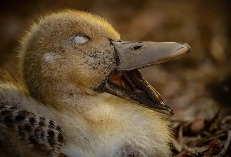 Duck — 12