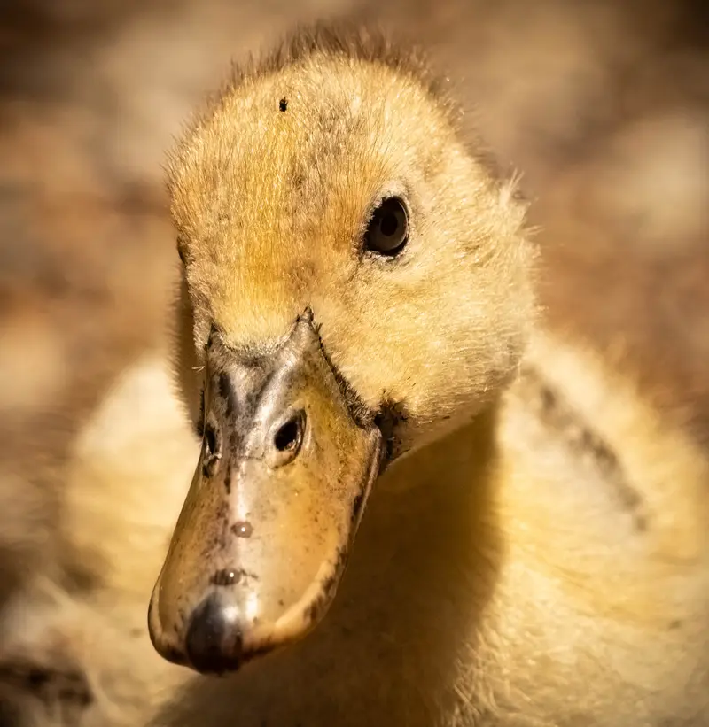 Duck — 13