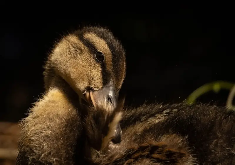 Duck — 14