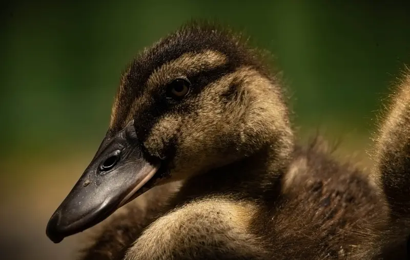 Duck — 15