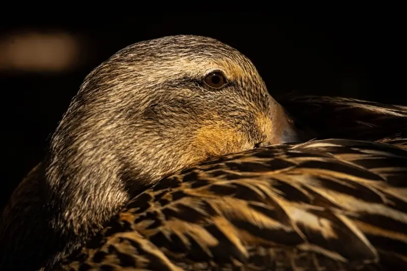 Duck — 16