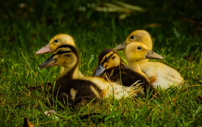 Duck — 2