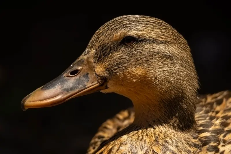 Duck — 3