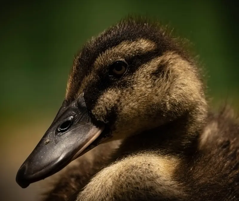 Duck — 4
