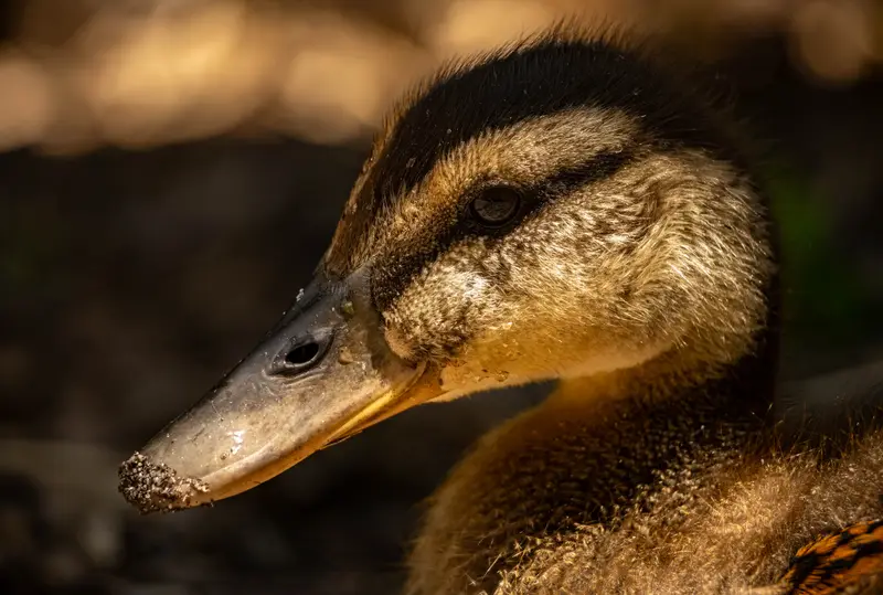 Duck — 5