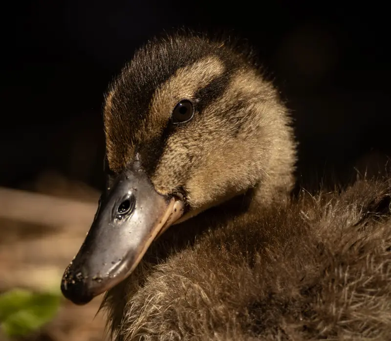 Duck — 6