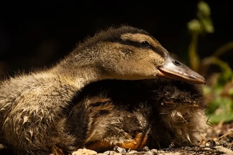 Duck — 7