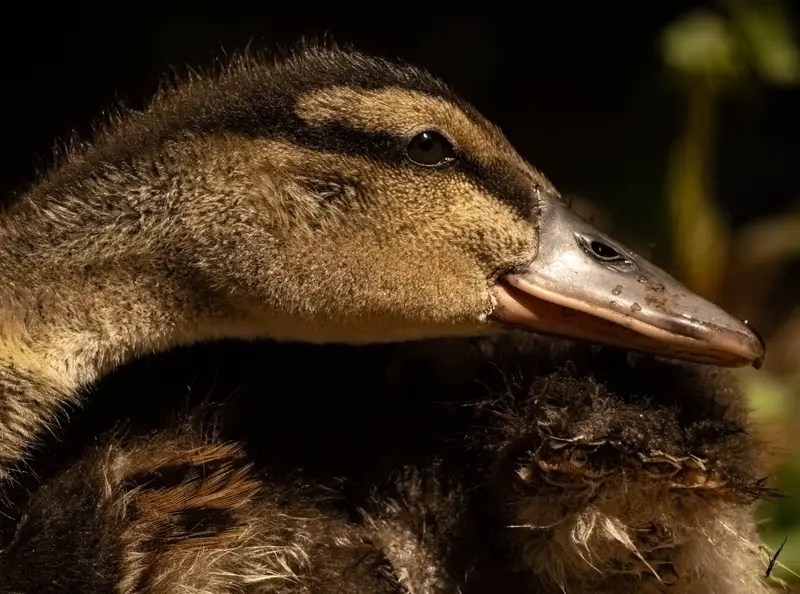 Duck — 8