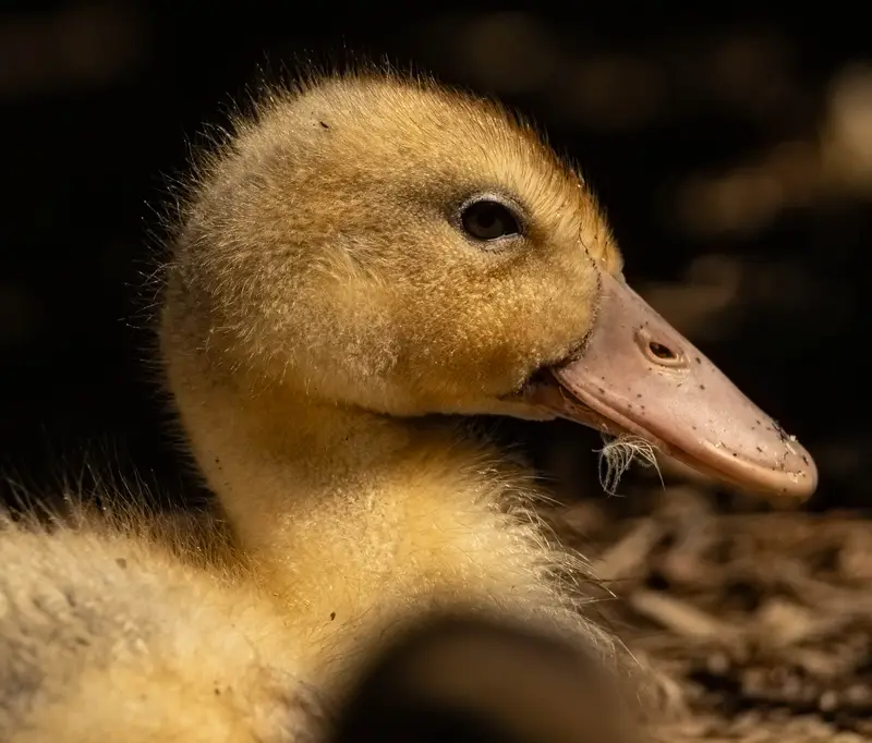 Duck — 9