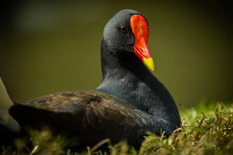 Dusky Moorhen — 2