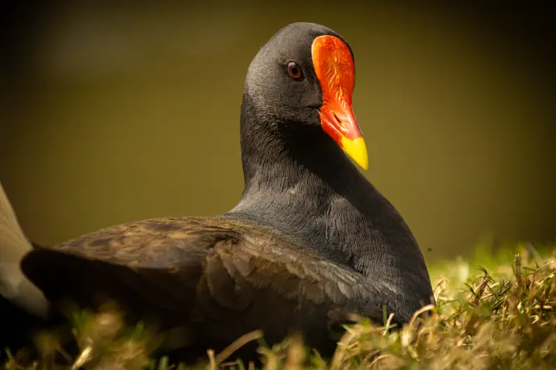 Dusky Moorhen — 3