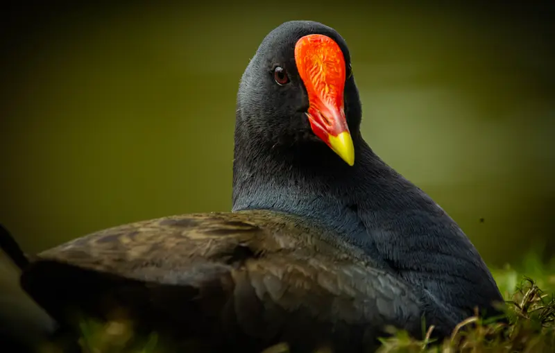 Dusky Moorhen