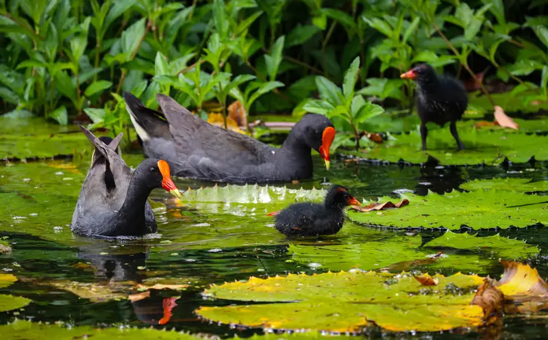 Dusky Moorhen — 5