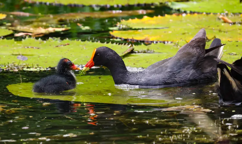 Dusky Moorhen