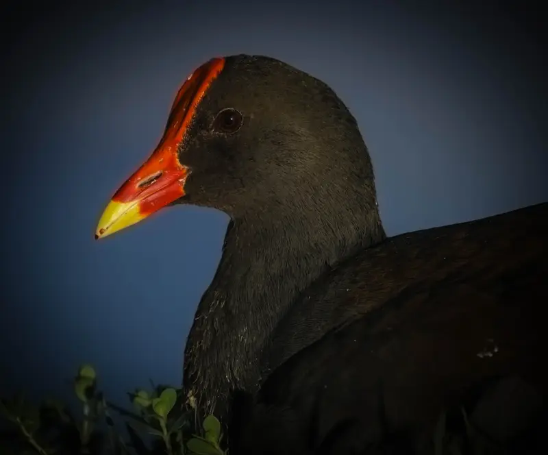Dusky Moorhen — 4