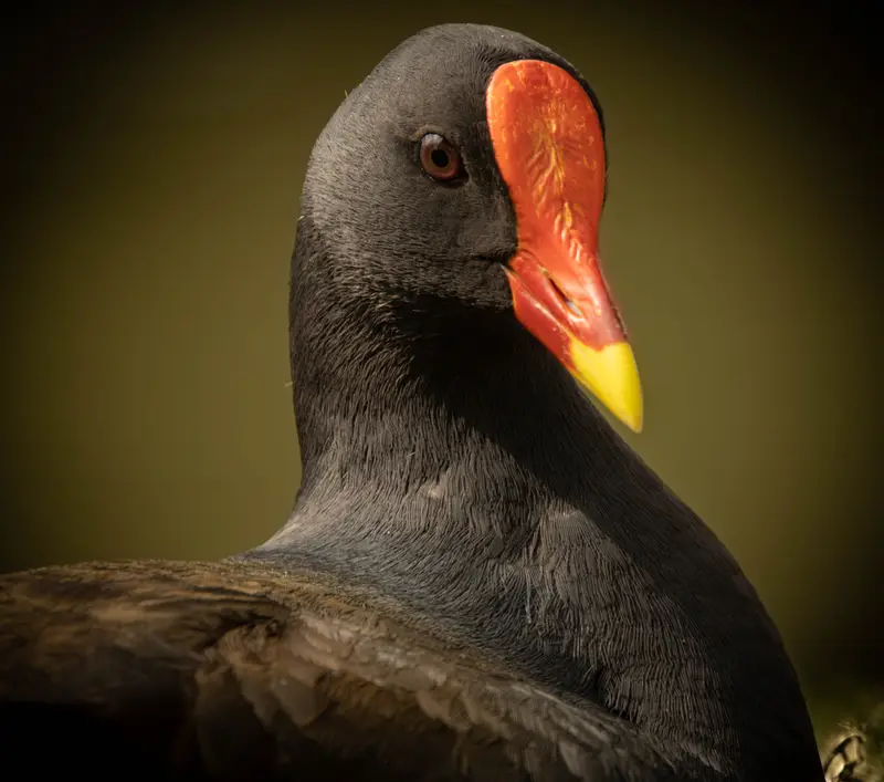 Dusky Moorhen — 5