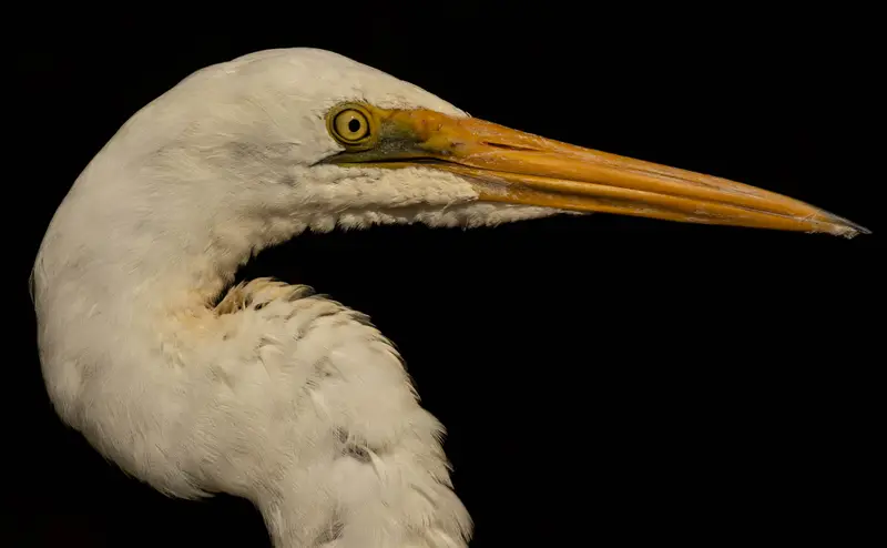 Egret