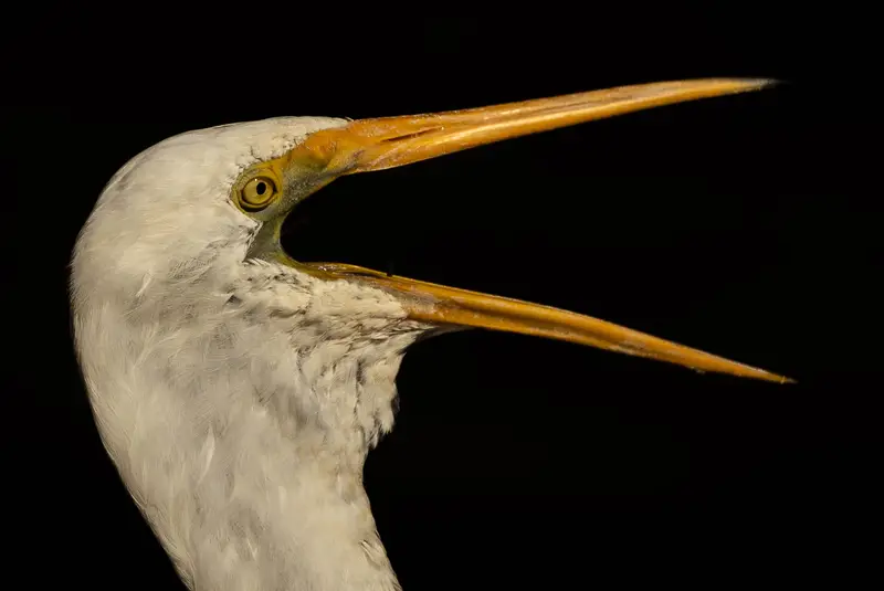 Egret — 9