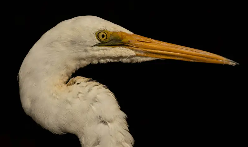 Egret — 2