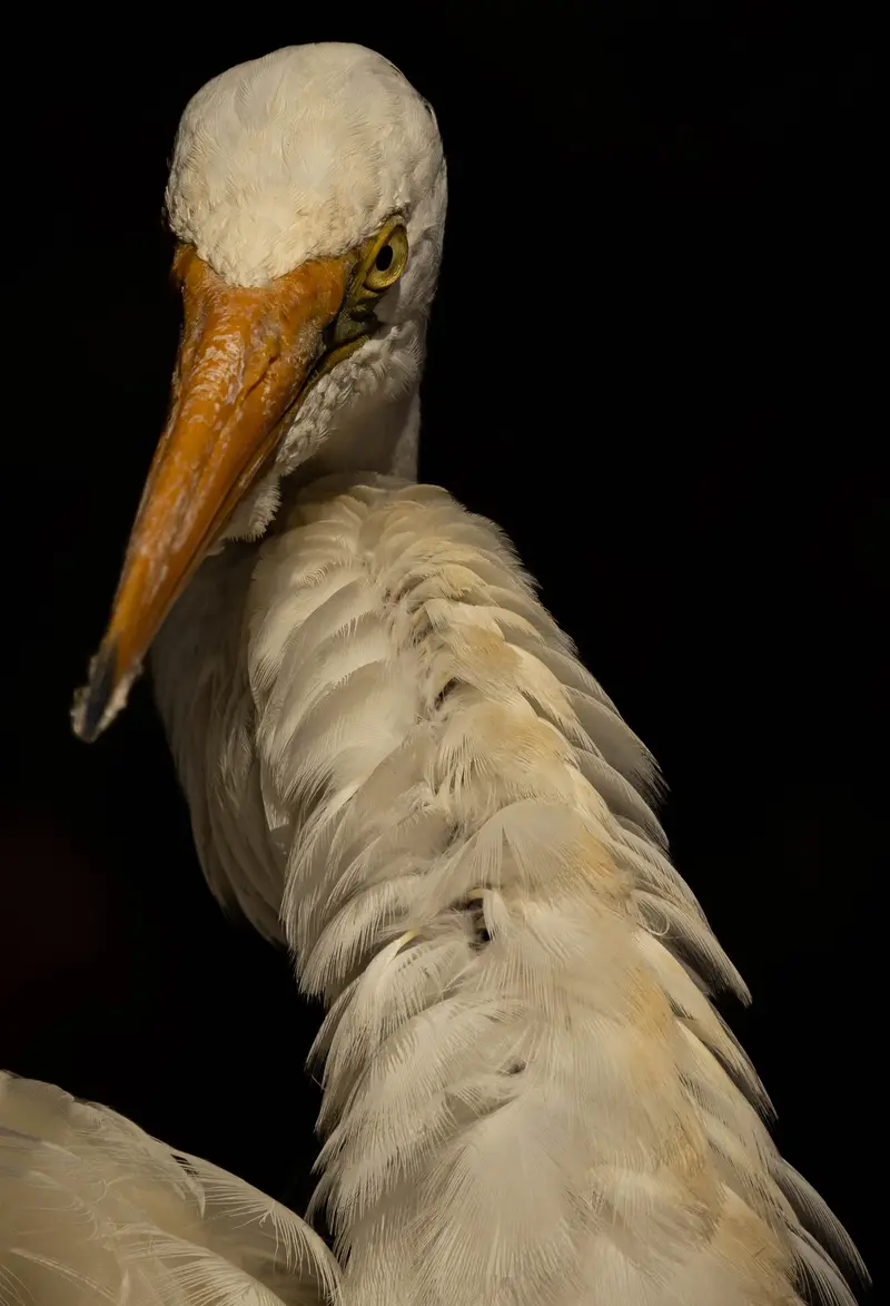 Egret — 3