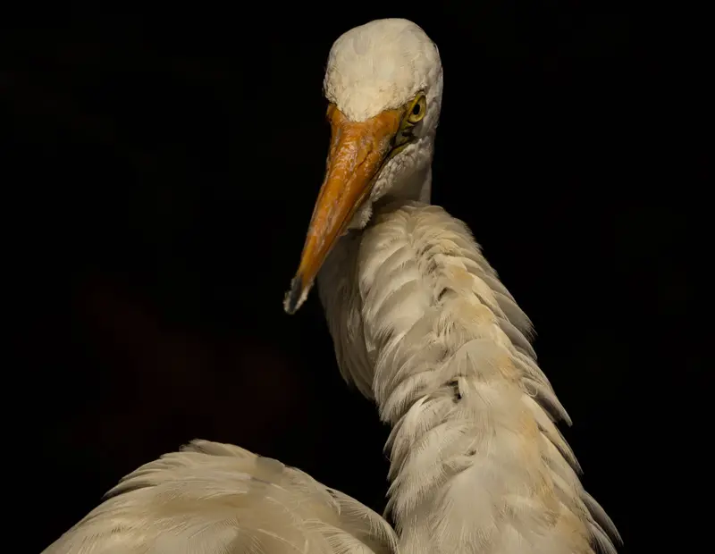 Egret — 4