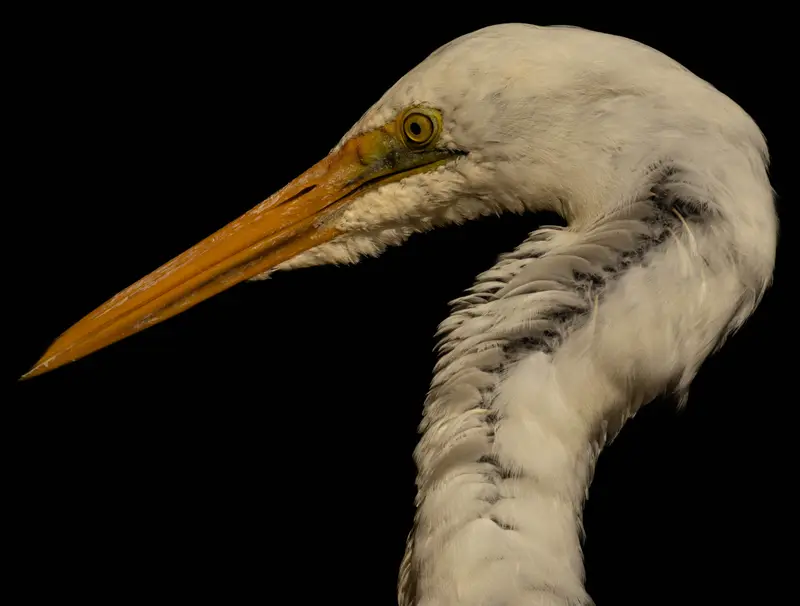 Egret — 5