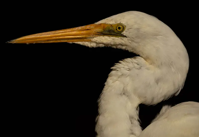 Egret — 6