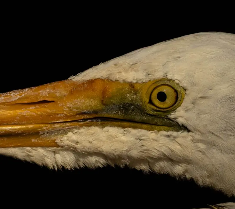 Egret — 7